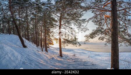 View of winter forest landscape with covered in snow pine trees and sea. Stock Photo