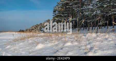 Yellow grass covered in snow in North Sea beach and dunes. Snow covered dunes near coniferous forest. Stock Photo