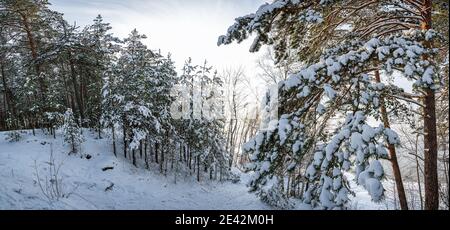 Panoramic view of winter forest landscape. View of covered in snow pine and fir trees. Stock Photo