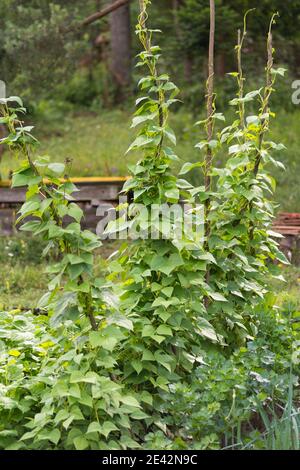 Kidney beans seedbed growing on farm. Patch of green plants of kidney bean (Phaseolus vulgaris) in homemade garden. Organic farming, healthy food, BIO Stock Photo