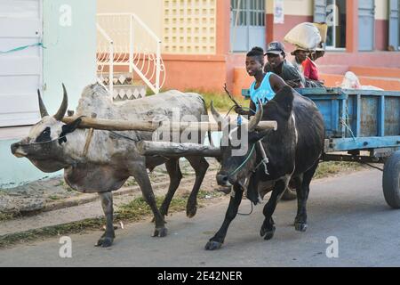 Ranohira, Madagascar - April 29, 2019: Two unknown Malagasy men riding simple wooden cart pulled by pair of zebu cattle on main street, blurred buildi Stock Photo