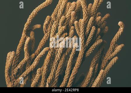 Floral background. Dry brown plant on black background Stock Photo