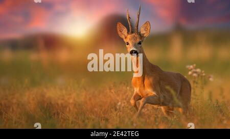 Roe deer buck running closer on a meadow in summer at sunset Stock Photo