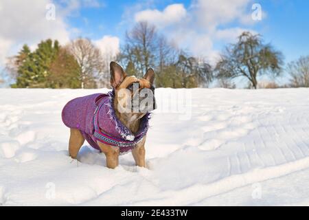 French Bulldog dog wearing warm winter coat in snow landscape Stock Photo
