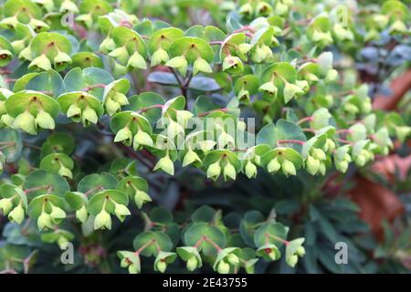 Euphorbia x martinii ‘Rudolph’ Martin’s spurge – masses of lime green flowers with teardrop buds, January, England, UK Stock Photo