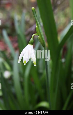 Leucojum aestivum Summer snowflake – white bell-shaped flower with green marking on petal tips, January, England, UK Stock Photo