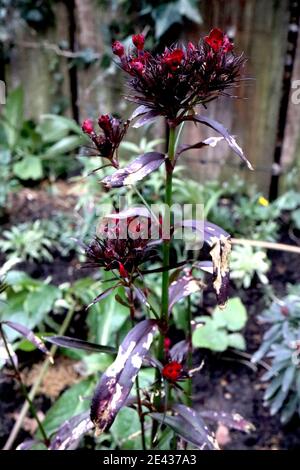Dianthus barbatus nigrescens ‘Sooty’ Sweet William Sooty – blood red flowers with dark green black lance-shaped leaves January, England, UK Stock Photo