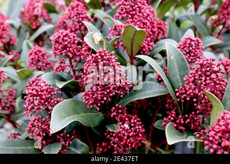 Skimmia japonica ‘Rubella’ Skimmia Rubella – dark red flower buds and large leathery leaves, January, England, UK Stock Photo