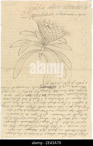 Luigi Balugani, 1737â€“1770, Italian, Gagudei (Protea gaguedi), undated. Graphite and pen and brown ink on medium, slightly textured, beige wove paper.   diagrams , leaves Stock Photo