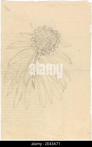 Luigi Balugani, 1737â€“1770, Italian, Protea Gaguedi, undated. Graphite on medium, slightly textured, beige laid paper. Stock Photo