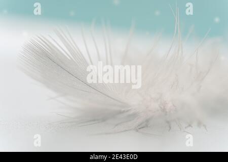 Beautiful abstract white feather on white and blue background. soft white feather texture on white and blur pattern. some snowflakes in the background Stock Photo