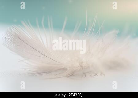 Beautiful abstract blue feathers on white background, white