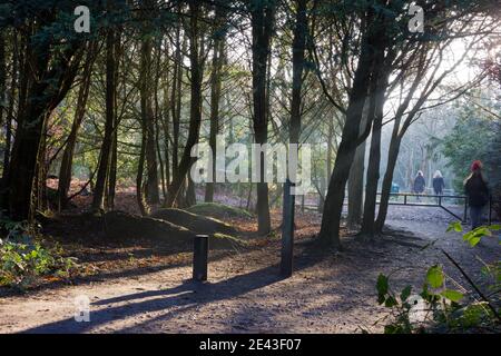 winter sun rays beam through trees  in woodland, Kent, England Stock Photo