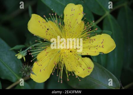 Perforate St John's Wort Stock Photo