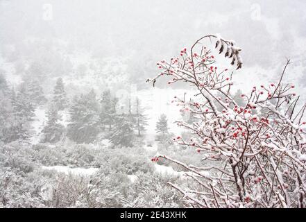Rose hip bush with red berries covered with snow growing in winter forest Stock Photo