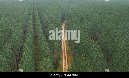 Drone view of unrecognizable person walking on narrow rural path amidst lush green coniferous trees in Australia Stock Photo