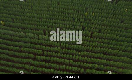 Drone view of lush green coniferous trees in Australia Stock Photo