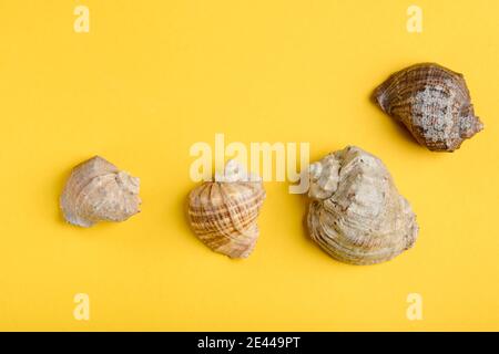 Various spiral seashells on yellow background. Summer travel Stock Photo