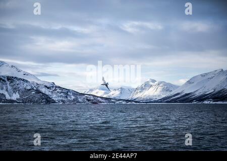 Seagull flying over peaceful sea on background of snowy mountain range in winter in Norway Stock Photo