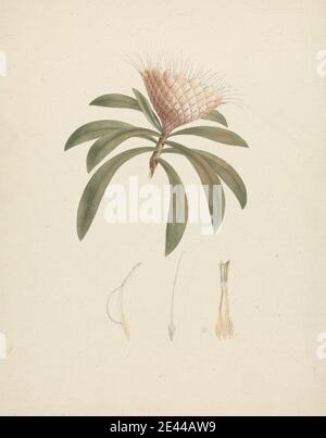 Luigi Balugani, 1737â€“1770, Italian, Protea gaguedi J.F. Gmel. (Protea): finished drawing with floral details, undated. Watercolor, gouache, and graphite on medium, slightly textured, cream laid paper. Stock Photo