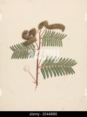 Luigi Balugani, 1737â€“1770, Italian, Mimosa pigra (L.): finished drawing, undated. Watercolor, gouache, and graphite on medium, slightly textured, cream laid paper. Stock Photo