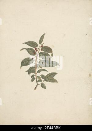 James Bruce, 1730â€“1794, British, Rhamnus prinoides L'Herit. (African Buckthorn): finished drawing without details and with berries added, undated. Watercolor and gouache over graphite on medium, slightly textured, cream laid paper. Stock Photo