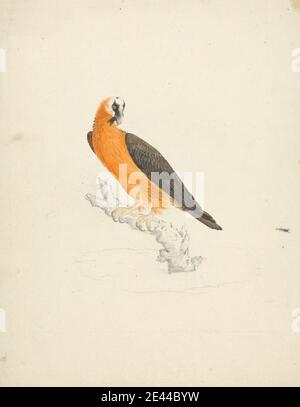 James Bruce, 1730â€“1794, British, Aquila chrysaetos (Golden Eagle), ca. 1768. Watercolor over graphite on medium, slightly textured, cream laid paper.   animal art Stock Photo