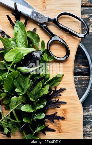 Top view of assorted fresh greenery and scissors placed on wooden chopping board on kitchen table Stock Photo