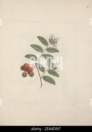 Capparis tomentosa Lam. (Caper): finished drawing of flowering and ...