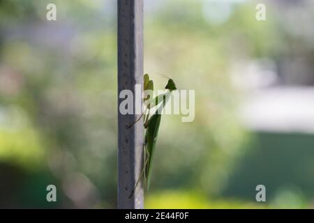 Green African giant mantis (sphodomantis viridis) in the garden in West Africa with blurry background Stock Photo