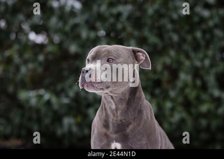 Portrait of Adorable Staffordshire Bull Terrier in front of Green Leaves in the Garden. Head Shot of Staff Bull Dog Outside. Stock Photo