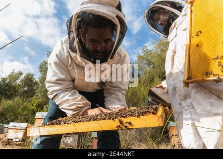 From below company of beekeepers in protective costumes working with honeycombs near beehives in apiary on sunny summer day Stock Photo