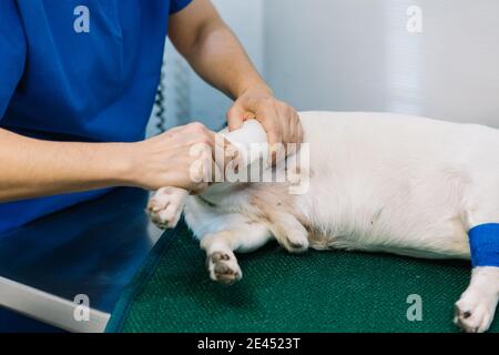 Side view high angle of female vet doctor examining paw of dog lying on medical table in clinic before surgery Stock Photo