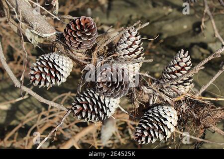 Collection of Pine Cones on single branch of pine tree Stock Photo