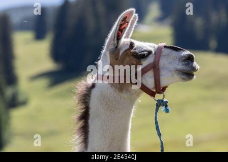 head of a lama in the swiss alps Stock Photo