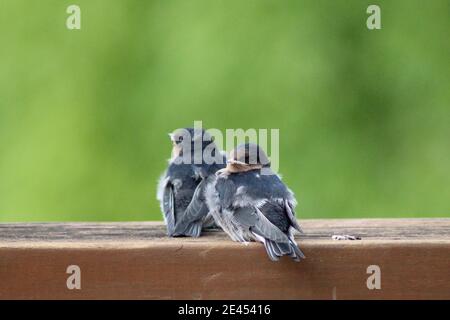 Young Fledged Welcome Swallows perched on a balcony Stock Photo