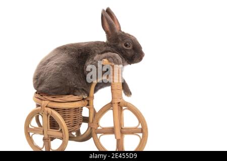 fluffy gray pet rabbit sitting on a toy bike, isolated on a white background Stock Photo