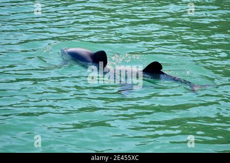 Hector's Dolphins showing rounded back dorsal fin Stock Photo