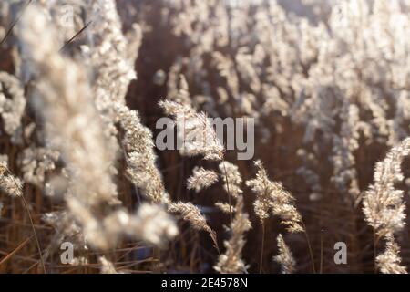 Dry reeds on the river in the sun in winter. Natural background. The concept of naturalness. Copy space. Horizontal orientation. Stock Photo