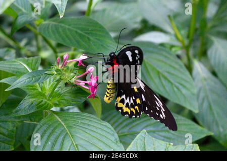 Female Cairns Birdwing Butterfly, largest of all Australian Butterflies Stock Photo