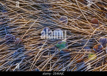 Frost crytals forming on Trembling Aspen leaves on an autumn morning along Lily Lake on Steens Mountain, Oregon, USA Stock Photo