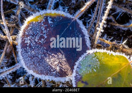 Frost crytals forming on Trembling Aspen leaves on an autumn morning along Lily Lake on Steens Mountain, Oregon, USA Stock Photo