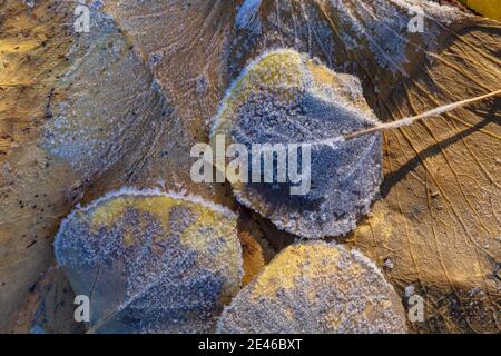 Frost crytals forming on Trembling Aspen leaves on an autumn morning along Lily Lake on Steens Mountain, Oregon, USA Stock Photo