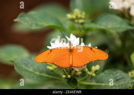 A Julia butterfly (Dryas iulia), also known as Julia heliconian, flame, or flambeau, a brush-footed (or nymphalid) butterfly native to the Americas. Stock Photo