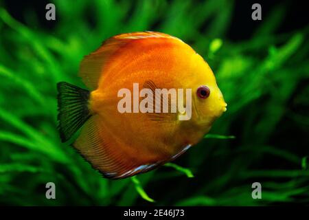 A red discus fish (Symphysodon discus), also known as Heckel discus, is a cichlid native to the Amazon Basin in South America. Stock Photo