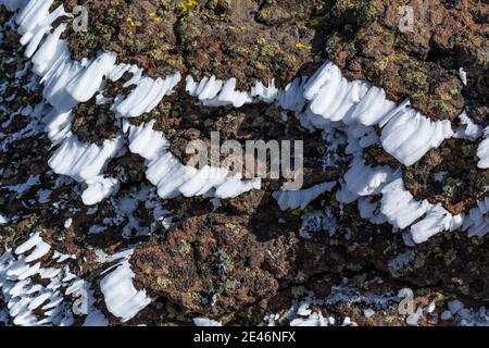 Hard rime ice formed during a freezing fog and wind atop Steens Mountain, Oregon, USA Stock Photo