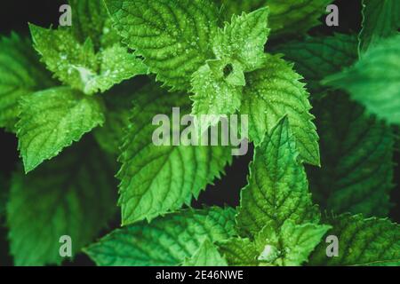 Fresh mint growing in the garden, high angle shot Stock Photo