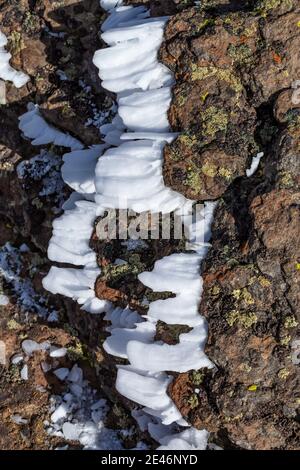 Hard rime ice formed during a freezing fog and wind atop Steens Mountain, Oregon, USA Stock Photo