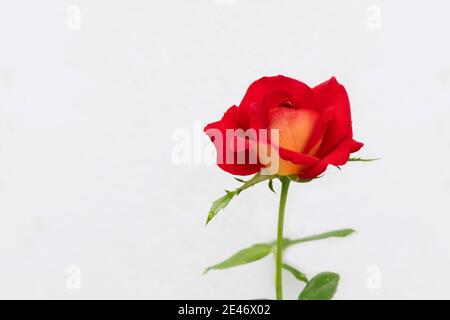 Single freshness red rose isolated on the white background with copy space Stock Photo