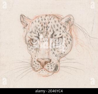 unknown artist, Head of a Leopard, undated. Black chalk, red chalk, and graphite on medium, slightly textured, cream, laid paper.   cat (domestic cat) , ears , eyes , figure study , head Stock Photo